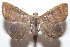  ( - 20-SRNP-104333)  @11 [ ] CreativeCommons  Attribution Non-Commercial Share-Alike (2023) Daniel H. Janzen Guanacaste Dry Forest Conservation Fund