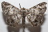  ( - 20-SRNP-104590)  @11 [ ] CreativeCommons  Attribution Non-Commercial Share-Alike (2023) Daniel H. Janzen Guanacaste Dry Forest Conservation Fund