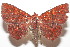  ( - 20-SRNP-104964)  @11 [ ] CreativeCommons  Attribution Non-Commercial Share-Alike (2023) Daniel H. Janzen Guanacaste Dry Forest Conservation Fund