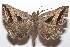  ( - 20-SRNP-104969)  @11 [ ] CreativeCommons  Attribution Non-Commercial Share-Alike (2023) Daniel H. Janzen Guanacaste Dry Forest Conservation Fund