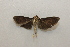  ( - 20-SRNP-26324)  @11 [ ] CreativeCommons  Attribution Non-Commercial Share-Alike (2023) Daniel H. Janzen Guanacaste Dry Forest Conservation Fund