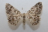  ( - 20-SRNP-27317)  @11 [ ] CreativeCommons  Attribution Non-Commercial Share-Alike (2023) Daniel H. Janzen Guanacaste Dry Forest Conservation Fund