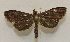  ( - 20-SRNP-30410)  @11 [ ] CreativeCommons  Attribution Non-Commercial Share-Alike (2023) Daniel H. Janzen Guanacaste Dry Forest Conservation Fund