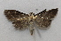  ( - 20-SRNP-30479)  @11 [ ] CreativeCommons  Attribution Non-Commercial Share-Alike (2023) Daniel H. Janzen Guanacaste Dry Forest Conservation Fund