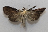  ( - 20-SRNP-30480)  @11 [ ] CreativeCommons  Attribution Non-Commercial Share-Alike (2023) Daniel H. Janzen Guanacaste Dry Forest Conservation Fund