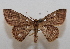  ( - 20-SRNP-30991)  @11 [ ] CreativeCommons  Attribution Non-Commercial Share-Alike (2023) Daniel H. Janzen Guanacaste Dry Forest Conservation Fund