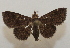  ( - 20-SRNP-31080)  @11 [ ] CreativeCommons  Attribution Non-Commercial Share-Alike (2023) Daniel H. Janzen Guanacaste Dry Forest Conservation Fund