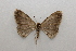  ( - 20-SRNP-31083)  @11 [ ] CreativeCommons  Attribution Non-Commercial Share-Alike (2023) Daniel H. Janzen Guanacaste Dry Forest Conservation Fund