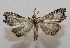  ( - 20-SRNP-31141)  @11 [ ] CreativeCommons  Attribution Non-Commercial Share-Alike (2023) Daniel H. Janzen Guanacaste Dry Forest Conservation Fund