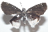  ( - 20-SRNP-3143)  @11 [ ] CreativeCommons  Attribution Non-Commercial Share-Alike (2023) Daniel H. Janzen Guanacaste Dry Forest Conservation Fund