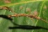  ( - 20-SRNP-40667)  @11 [ ] CreativeCommons  Attribution Non-Commercial Share-Alike (2023) Daniel H. Janzen Guanacaste Dry Forest Conservation Fund