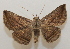  ( - 20-SRNP-45734)  @11 [ ] CreativeCommons  Attribution Non-Commercial Share-Alike (2023) Daniel H. Janzen Guanacaste Dry Forest Conservation Fund