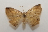  ( - 20-SRNP-56710)  @11 [ ] CreativeCommons  Attribution Non-Commercial Share-Alike (2023) Daniel H. Janzen Guanacaste Dry Forest Conservation Fund