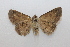  ( - 20-SRNP-65224)  @11 [ ] CreativeCommons  Attribution Non-Commercial Share-Alike (2023) Daniel H. Janzen Guanacaste Dry Forest Conservation Fund