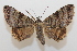  ( - 20-SRNP-70867)  @11 [ ] CreativeCommons  Attribution Non-Commercial Share-Alike (2023) Daniel H. Janzen Guanacaste Dry Forest Conservation Fund