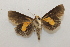  ( - 20-SRNP-75151)  @11 [ ] CreativeCommons  Attribution Non-Commercial Share-Alike (2023) Daniel H. Janzen Guanacaste Dry Forest Conservation Fund