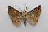  ( - 20-SRNP-76041)  @11 [ ] CreativeCommons  Attribution Non-Commercial Share-Alike (2023) Daniel H. Janzen Guanacaste Dry Forest Conservation Fund