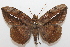  ( - 20-SRNP-80728)  @11 [ ] CreativeCommons  Attribution Non-Commercial Share-Alike (2023) Daniel H. Janzen Guanacaste Dry Forest Conservation Fund