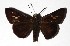  ( - 17-SRNP-35412)  @14 [ ] CreativeCommons  Attribution Non-Commercial Share-Alike (2019) Daniel H. Janzen Guanacaste Dry Forest Conservation Fund