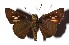  ( - 17-SRNP-35412)  @14 [ ] CreativeCommons  Attribution Non-Commercial Share-Alike (2019) Daniel H. Janzen Guanacaste Dry Forest Conservation Fund