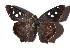  ( - 17-SRNP-45276)  @13 [ ] CreativeCommons  Attribution Non-Commercial Share-Alike (2019) Daniel H. Janzen Guanacaste Dry Forest Conservation Fund