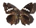  ( - 17-SRNP-45318)  @14 [ ] CreativeCommons  Attribution Non-Commercial Share-Alike (2019) Daniel H. Janzen Guanacaste Dry Forest Conservation Fund