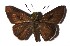  ( - 17-SRNP-55313)  @14 [ ] CreativeCommons  Attribution Non-Commercial Share-Alike (2019) Daniel H. Janzen Guanacaste Dry Forest Conservation Fund