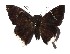  ( - 17-SRNP-70450)  @14 [ ] CreativeCommons  Attribution Non-Commercial Share-Alike (2019) Daniel H. Janzen Guanacaste Dry Forest Conservation Fund