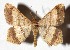  ( - 88-SRNP-70)  @11 [ ] CreativeCommons - Attribution Non-Commercial Share-Alike (2018) Daniel H. Janzen Guanacaste Dry Forest Conservation Fund