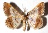  ( - 90-SRNP-1751.12)  @11 [ ] CreativeCommons - Attribution Non-Commercial Share-Alike (2018) Daniel H. Janzen Guanacaste Dry Forest Conservation Fund