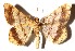  ( - 93-SRNP-411.1)  @11 [ ] CreativeCommons  Attribution Non-Commercial Share-Alike (2019) Daniel H. Janzen Guanacaste Dry Forest Conservation Fund