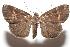  (Hypena hemonalis - 06-SRNP-104264)  @13 [ ] CreativeCommons - Attribution Non-Commercial Share-Alike (2006) Unspecified Guanacaste Dry Forest Conservation Fund