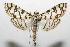  (Conchylodes aquaticalis - 06-SRNP-104357)  @14 [ ] CreativeCommons - Attribution Non-Commercial Share-Alike (2006) Unspecified Guanacaste Dry Forest Conservation Fund