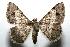  (Digrammia nigricomma - 06-SRNP-104804)  @15 [ ] CreativeCommons - Attribution Non-Commercial Share-Alike (2007) Unspecified Guanacaste Dry Forest Conservation Fund