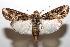  (Spodoptera BioLep01 - 06-SRNP-105671)  @14 [ ] CreativeCommons - Attribution Non-Commercial Share-Alike (2007) Unspecified Guanacaste Dry Forest Conservation Fund