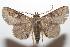  (Triommatodes madrina - 07-SRNP-104500)  @14 [ ] CreativeCommons - Attribution Non-Commercial Share-Alike (2007) Unspecified Guanacaste Dry Forest Conservation Fund