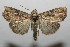  ( - 08-SRNP-105338)  @14 [ ] CreativeCommons - Attribution Non-Commercial Share-Alike (2013) Daniel H. Janzen Guanacaste Dry Forest Conservation Fund