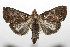  ( - 08-SRNP-105340)  @14 [ ] CreativeCommons - Attribution Non-Commercial Share-Alike (2013) Daniel H. Janzen Guanacaste Dry Forest Conservation Fund