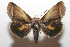  ( - 08-SRNP-105534)  @14 [ ] CreativeCommons - Attribution Non-Commercial Share-Alike (2013) Daniel H. Janzen Guanacaste Dry Forest Conservation Fund