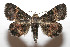  ( - 08-SRNP-105542)  @13 [ ] CreativeCommons - Attribution Non-Commercial Share-Alike (2013) Daniel H. Janzen Guanacaste Dry Forest Conservation Fund