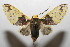  ( - 08-SRNP-105571)  @14 [ ] CreativeCommons - Attribution Non-Commercial Share-Alike (2013) Daniel H. Janzen Guanacaste Dry Forest Conservation Fund