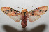  ( - 08-SRNP-105753)  @14 [ ] CreativeCommons - Attribution Non-Commercial Share-Alike (2013) Daniel H. Janzen Guanacaste Dry Forest Conservation Fund