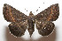  ( - 08-SRNP-105782)  @11 [ ] CreativeCommons - Attribution Non-Commercial Share-Alike (2013) Daniel H. Janzen Guanacaste Dry Forest Conservation Fund