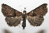  ( - 08-SRNP-105838)  @13 [ ] CreativeCommons - Attribution Non-Commercial Share-Alike (2013) Daniel H. Janzen Guanacaste Dry Forest Conservation Fund