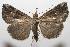  (Hypena Poole28 - 08-SRNP-105874)  @15 [ ] CreativeCommons - Attribution Non-Commercial Share-Alike (2013) Daniel H. Janzen Guanacaste Dry Forest Conservation Fund