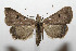  ( - 08-SRNP-105875)  @14 [ ] CreativeCommons - Attribution Non-Commercial Share-Alike (2013) Daniel H. Janzen Guanacaste Dry Forest Conservation Fund