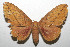  ( - 08-SRNP-105939)  @14 [ ] CreativeCommons - Attribution Non-Commercial Share-Alike (2013) Daniel H. Janzen Guanacaste Dry Forest Conservation Fund