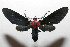  (Psoloptera thoracicaDHJ01 - 08-SRNP-106011)  @14 [ ] CreativeCommons - Attribution Non-Commercial Share-Alike (2013) Daniel H. Janzen Guanacaste Dry Forest Conservation Fund