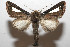  ( - 08-SRNP-106130)  @14 [ ] CreativeCommons - Attribution Non-Commercial Share-Alike (2013) Daniel H. Janzen Guanacaste Dry Forest Conservation Fund