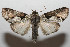  ( - 08-SRNP-106138)  @14 [ ] CreativeCommons - Attribution Non-Commercial Share-Alike (2013) Daniel H. Janzen Guanacaste Dry Forest Conservation Fund